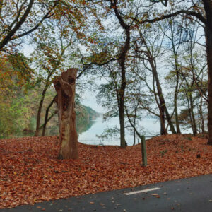 Brabantse bos en duin puzzeltocht